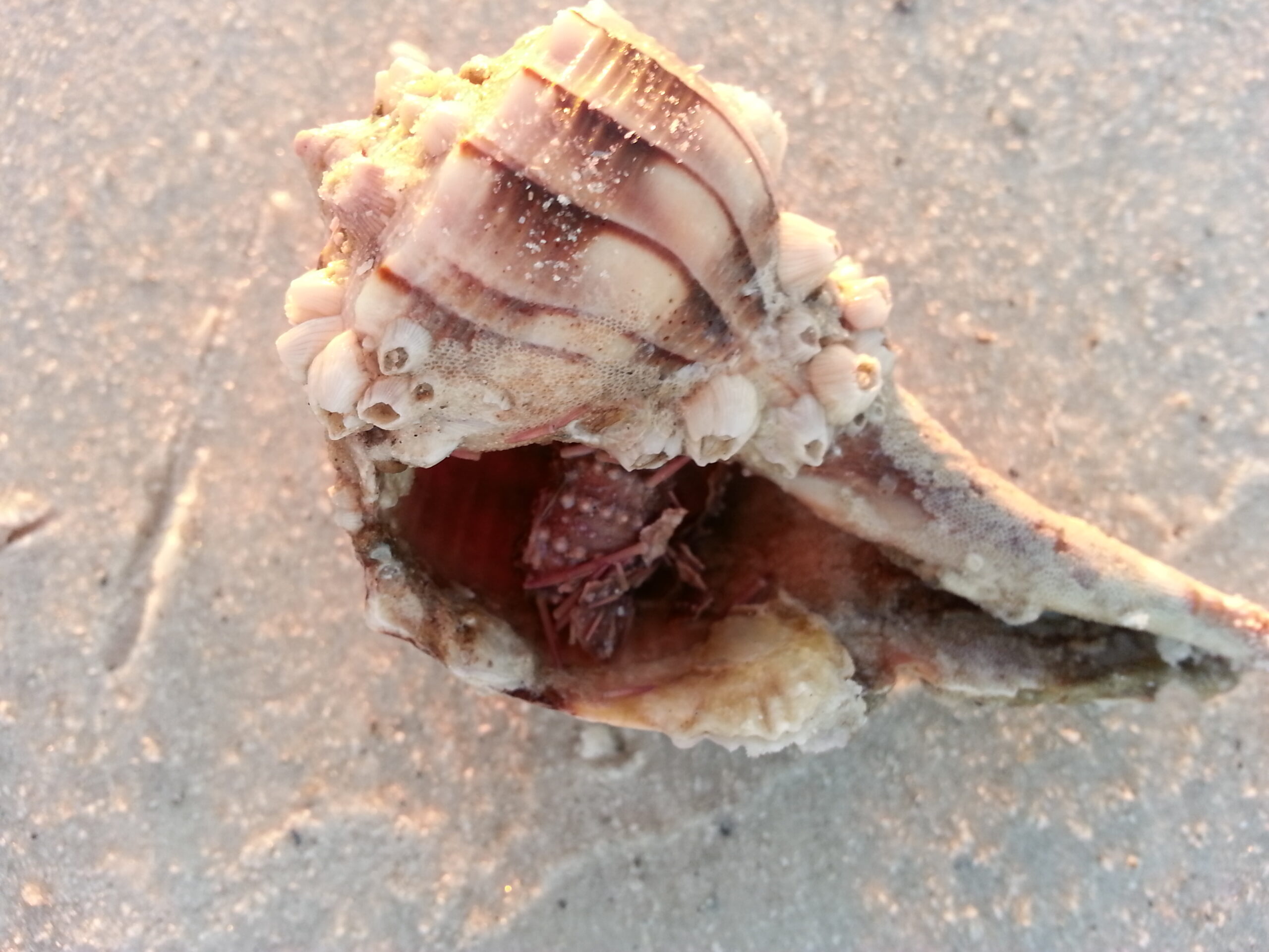 Lightning Whelk on sugar sand with a red baby sea urchin inside